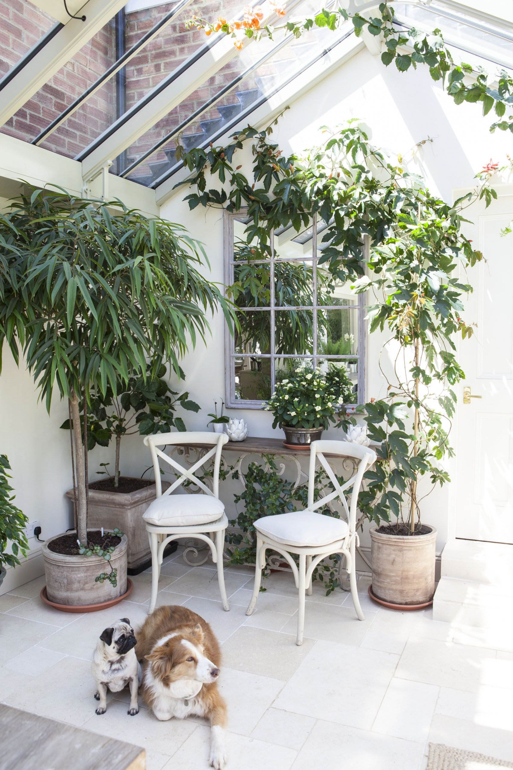 Plants - Small Conservatory Ideas for 2020